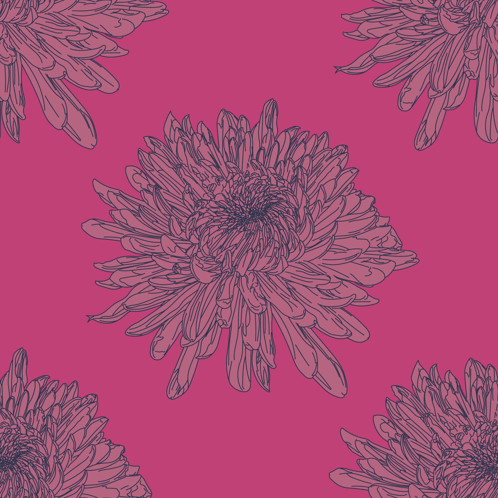Chrysanthemum_HotPink_12.jpg