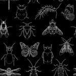 Pre-Order Creepy Crawlies Black