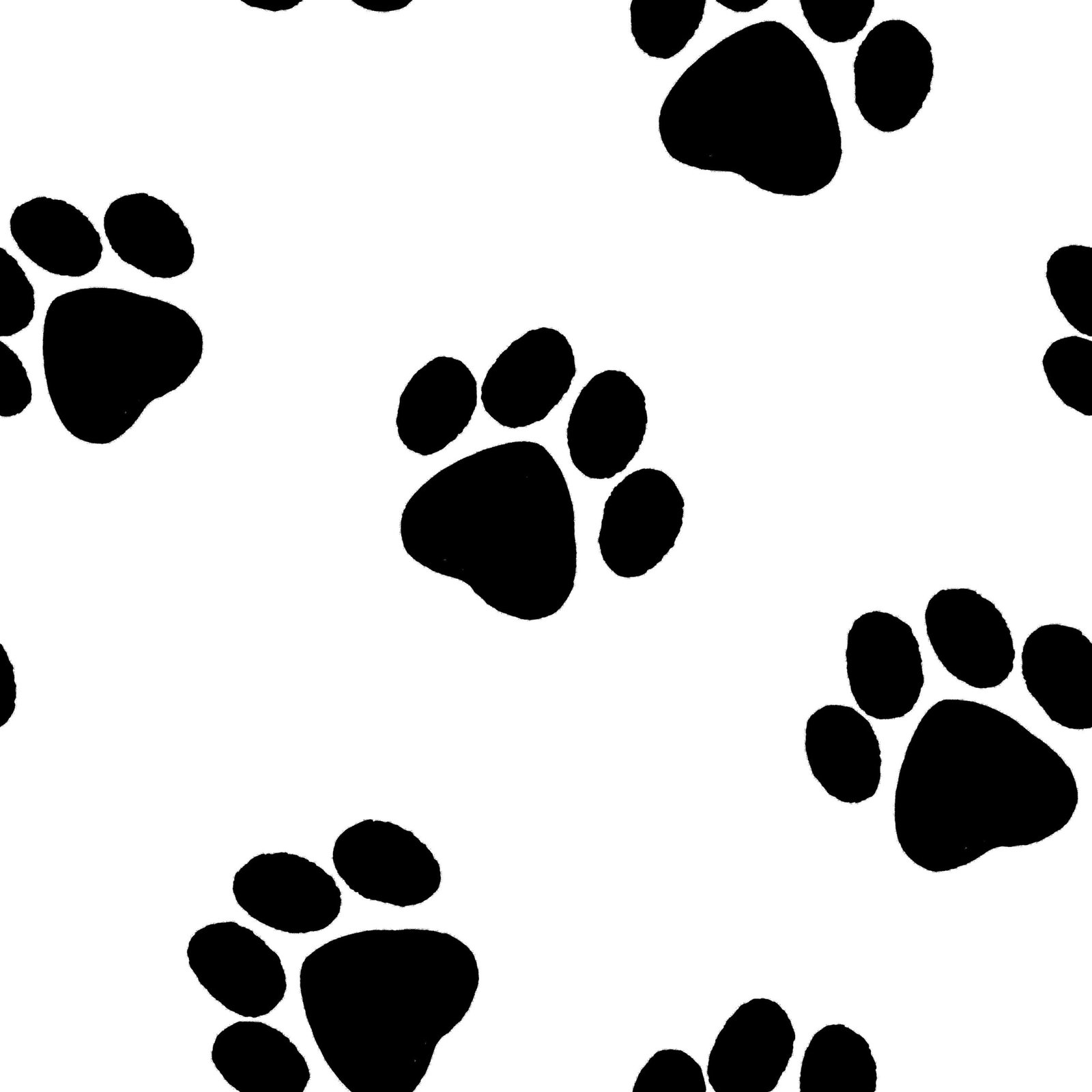 paws-30.jpg