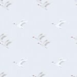 Pre-Order Minimalist Japanese Red Crowned Cranes Flying On Soft Pastel Grey Background
